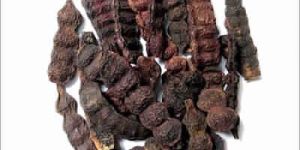 Shikakai Extract