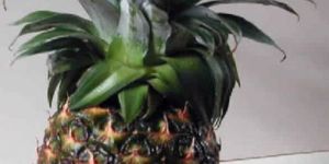 Spray Dried Pineapple Powder