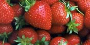 Strawberry Extract