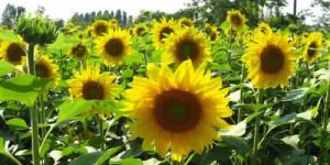 Sun Flower Extract