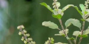 Tulsi Extract