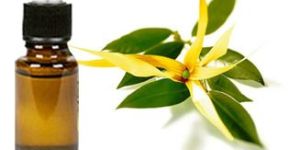 Winter Green Oil
