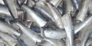 Sardine Fish