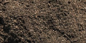 Chicken Manure