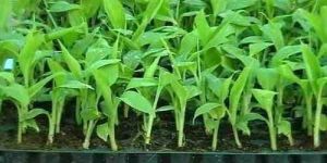 Banana Tissue Culture Plants