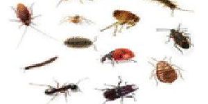 Crawling Insects Pest Control Services