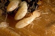 Termite Pest Control Services