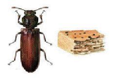Wood Borer Pest Control Services
