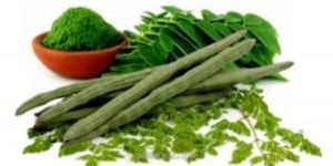 Moringa Oleifera Extract