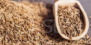 Cumin Seed
