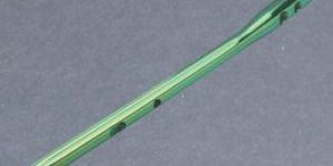 Femoral Proximal Interlocking Nail