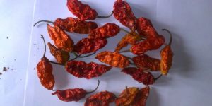 Bhut Jolokia