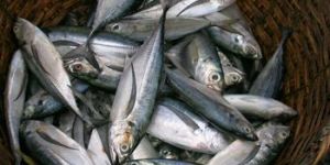 Frozen Mackerel Fish