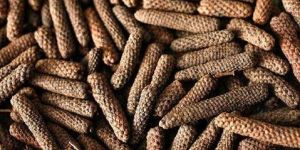 Long Pepper