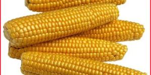 Maize and Corn