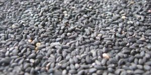 Nigella Seed