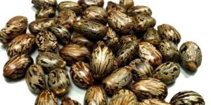 Castor Seeds