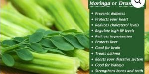 Drumstick Pods Powder