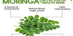 Dried Moringa Leaves
