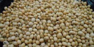 Soybean Seeds