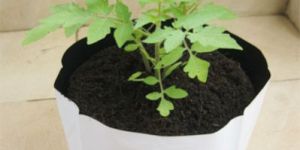 LDPE Grow Bag