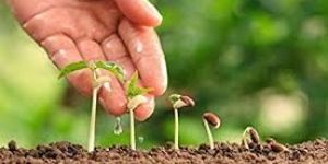 Trichoderma Viride Fungicide