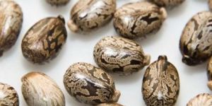 Castor Bean Seeds