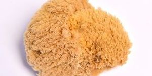 Sea Sponge