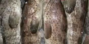 Brown Spotted Grouper Fish