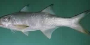 Indian Salmon Rawas Fish