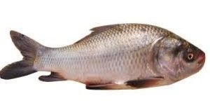 Katla Fish