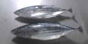 Yellow Fin Tuna Fish