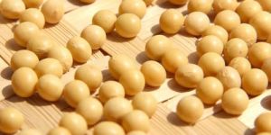Organic Soybean Seeds
