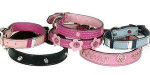 Dog Collars