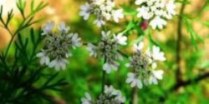 Coriander Oil