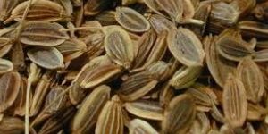 Dill Seed Oil