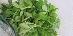Fenugreek