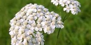 Yarrow European Plant