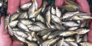 Rohu Fish Seeds