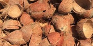 Coconut Shell