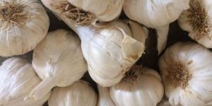 Fullgola Garlic