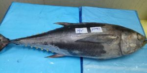 Frozen Yellow Fin Tuna Fish