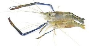 Scampi Prawn Fish