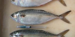 Indian Mackerel