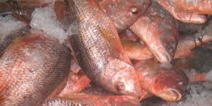 Red Snapper Fish
