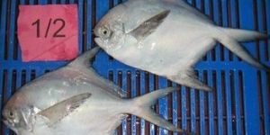 Silver Pomfret Fish
