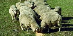 Sheep Feed