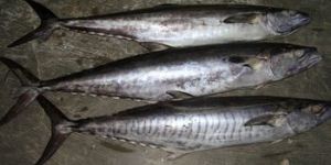 Frozen Spanish Mackerel Fish