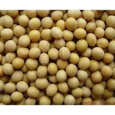 Hybrid Soybean Seeds