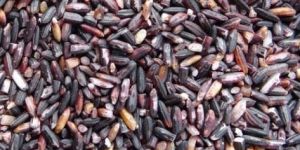 Natural Black Rice